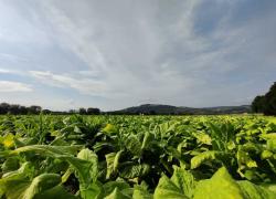 Philip Morris Italia: riparte “BeLeaf: Be The Future”, call for start-up per l’innovazione della filiera del tabacco 