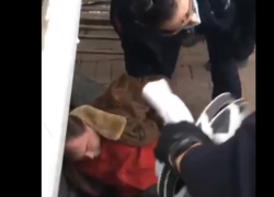 Proteste in Canada, il VIDEO dell'arresto di un camionista: "Siete come i nazisti"