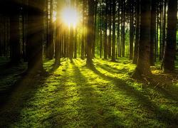 BNL BNP Paribas e Reforest'action insieme per l'ambiente: verrà piantato un albero per ogni 1000 euro erogati