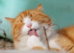 Festa del Gatto 2023: frasi, aforismi e citazioni sui gatti