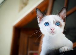 Festa del gatto 17 febbraio 2023: immagini e video più divertenti
