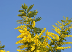 Festa della donna, perché si regalano le mimose l'8 marzo: significato e origini dell'usanza nata da tre femministe partigiane