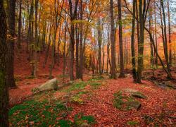 AERA. Il Rotary celebra la Giornata Internazionale delle Foreste