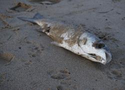 Pesce d'aprile: origine, significato e storia (da non credere)