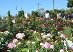 Marina in Fiore, torna la mostra mercato dedicata al giardinaggio e all'artigianato florovivaistico
