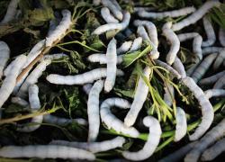 Il motivo segreto per cui la UE vuol farci mangiare vermi e insetti