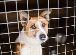 Facile.it: Cani, oltre 117 mila restituiti post pandemia