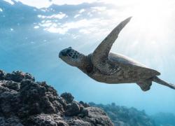Rotary e AERA insieme a Napoli. Grande successo del convegno su Mare, Ambiente, Cambiamenti climatici