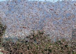 Allarme siccità, invasione di cavallette nel nuorese. E il governo prova a correre ai ripari