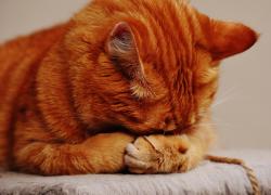 Covid, gatto infetta essere umano, Capua: "Basse probabilità che si ripeta"
