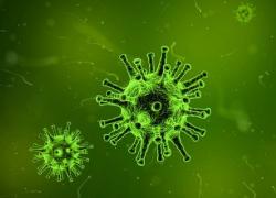 Covid, nuova variante LP.8.1 negli USA, discende da Omicron ma con infettività minore, l'OMS: "Nessun allarmismo, situazione sotto controllo"