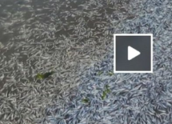 San Francisco, piovono acciughe dal cielo: le cause dell'incredibile fenomeno