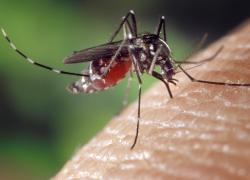 West Nile, morto 77enne a Latina, soffriva di malattie pregresse, esperti: "Nessun allarmismo, numero di contagi in linea con 2024"