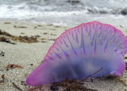 Caravella portoghese: cos'è, cosa fare se ti punge, lunghezza tentacoli. Avvistata a Catania