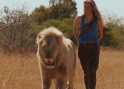 Mia e il leone bianco: storia vera, trama, cast, come finisce, trailer ita