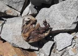 Siccità: dalle Alpi in scioglimento emergono scheletri, aerei e resti archeologici