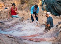 Portogallo, dinosauro più grande d'Europa scoperto per caso in un giardino da un uomo