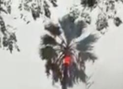 Salerno, fulmine colpisce un albero e lo spacca in due: il VIDEO è incredibile