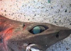 Australia, scoperto misterioso animale degli abissi con occhi enormi e denti sporgenti