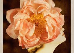 Milano ricorda Giovanni Gastel con la mostra Flowers
