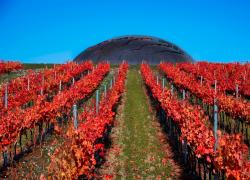 "Carapace Lunga Attesa", nuova etichetta delle Tenute Lunelli: espressione dei lunghi invecchiamenti del Montefalco Sagrantino 