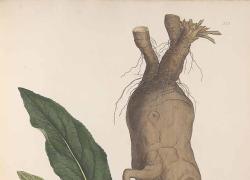 Avvelenamento da Mandragora: a Napoli in 10 finiscono all'ospedale per la pianta di Harry Potter