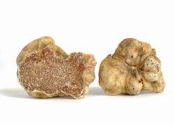 Tartufo d'Alba,  prezzi alla stelle a partire da 600 euro l'etto