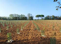 Genertel e Accenture, al via il nuovo bosco urbano da oltre 3mila piante nel Comune di Udine 