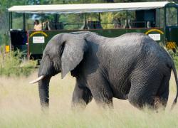 Elephant Express, benvenuti a bordo del treno più speciale del mondo