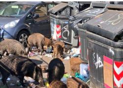 Manovra, il governo apre la caccia ai cinghiali in città, se sani si potranno mangiare: passa l’emendamento di FdI