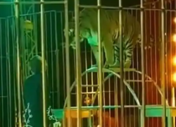 Chi è Ivan Orfei, il domatore aggredito dalla tigre al circo di Surbo: VIDEO INCIDENTE
