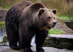 Parco d&rsquo;Abruzzo, orsa aggredisce 33enne e lo ferisce a una gamba e all&rsquo;addome: salvato dal suo cane