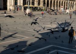 Milano, dopo i cinghiali vogliono fare fuori i piccioni: passa sempre l'idea di uccidere gli animali che non disturbano