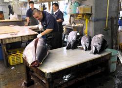 Tonno all’asta in Giappone, a Tokyo pesce venduto per 257mila euro