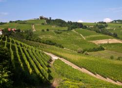 Le langhe a stelle e strisce, barolo e tartufo conquistano  gli americani