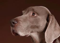 Frida Firenze Luxury Pet Accessories festeggia i dieci anni dalla prima collezione durante Pitti Uomo e lo sbarco da Harrod’s 