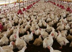 Polli bio Fileni nel mirino di Report: presi a calci dagli allevatori e niente vita all'aria aperta