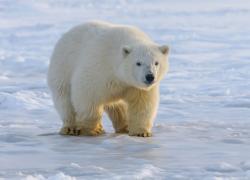 Alaska, donna e bambino uccisi da un orso polare in un villaggio: l'animale abbattuto da un residente
