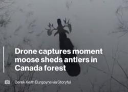 Alce perde i palchi: il VIDEO ripreso da un drone. Momento rarissimo