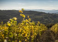 Wine in Venice, la prima edizione sul futuro del vino. Si parlerà di etica, innovazione e sostenibilità