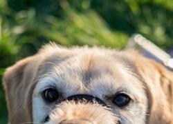 Inghilterra, dogsitter di 28 anni muore sbranata da 8 cani: animali sotto sequestro della polizia 