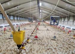 Aviaria, allarme dell'Oms: "Prossima potenziale pandemia". E Bassetti rincara: "Più mortale del Covid"