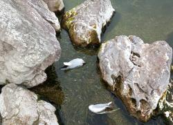 Aviaria sul Garda, gabbiani morti a decine a Desenzano e Sirmione. Rischio epidemia perché cibo per corvi