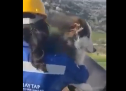 Sisma Turchia, cane Aleks salvato dopo 23 giorni sotto le macerie - VIDEO