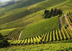 Vinitaly, il Consorzio Barbera d’Asti e vini del Monferrato si presenta con ricco programma delle iniziative durante la fiera 