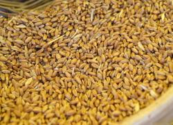 Grano ucraino, la Polonia vara stop all'importazione: “Danneggia i nostri agricoltori”