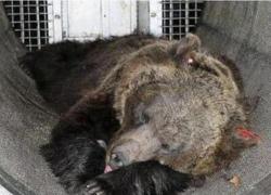 Orsa Jj4, Fugatti firma nuova ordinanza per l'abbattimento dell'animale che uccise il runner Andrea Papi
