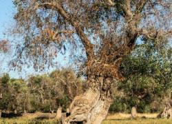 Xylella fastidiosa in Puglia, il batterio colpisce il 40% della Regione: addio a 21 milioni di ulivi
