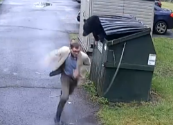 Usa, orso sbuca dal bidone a sorpresa. Fuga a gambe levate del preside dopo l'incontro da brividi - VIDEO