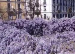 Milano, il glicine storico rischia di far spazio al Museo della resistenza. Cittadini e vip si mobilitano: oltre 50mila firme contro Sala - VIDEO